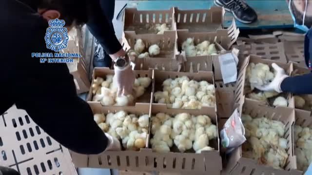 El rescate de 26.000 pollitos abandonados en el aeropuerto de Madrid