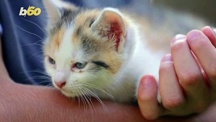 Want To Smile At A Cat? Blink Slowly