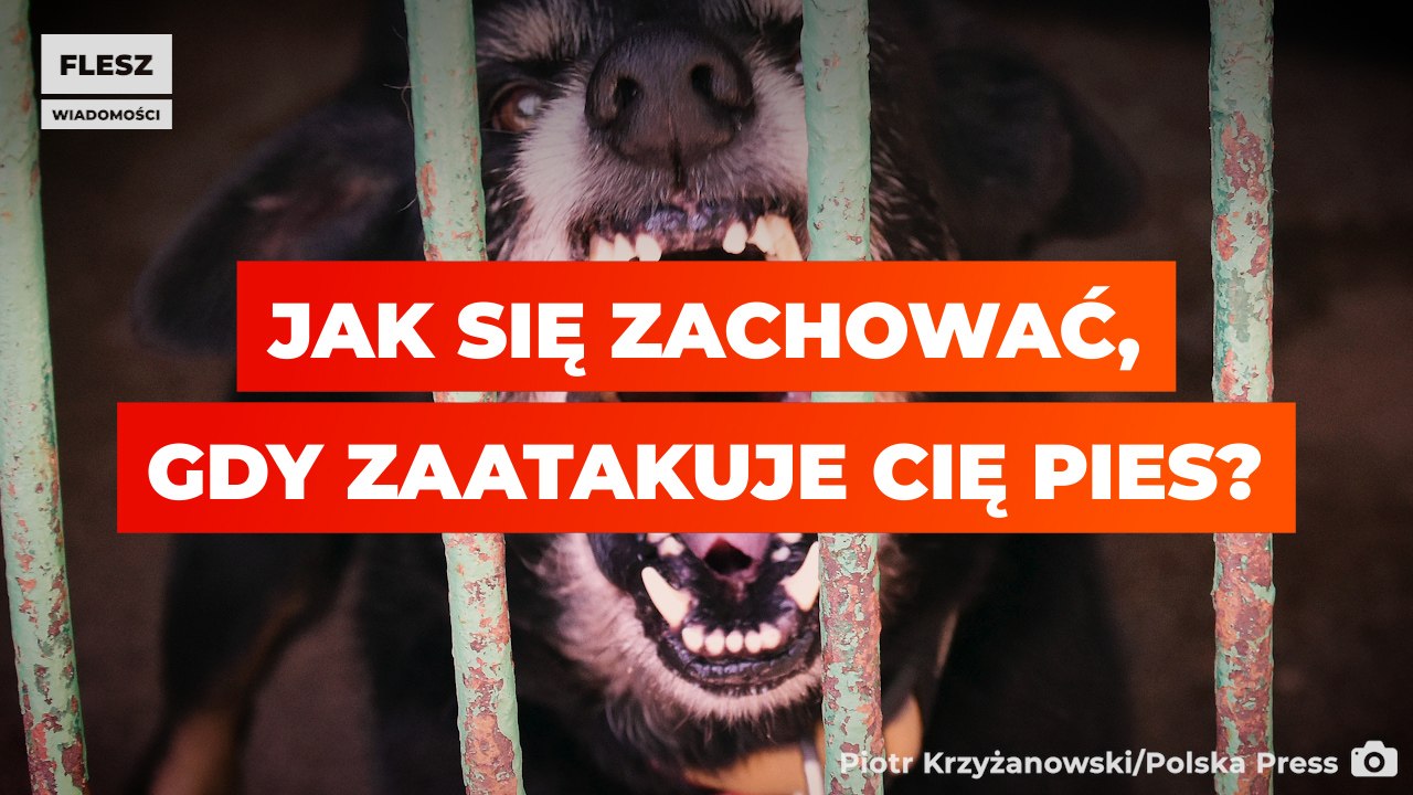 Jak się zachować, gdy zaatakuje Cię pies?
