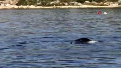 Akdeniz fokunun denizdeki poşetle imtihanı