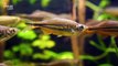 Humans Share Genes That Allow Zebrafish to Regenerate Their Eyes