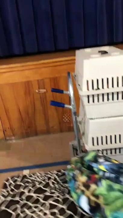 Ce perroquet imite parfaitement un bébé qui pleure