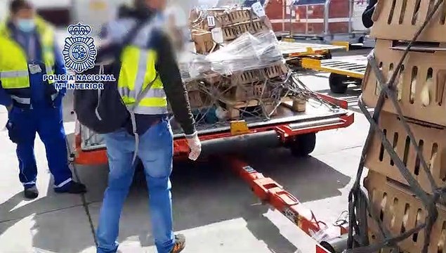 Se encuentran 23.000 pollitos fallecidos por abandono en el aeropuerto Madrid - Barajas