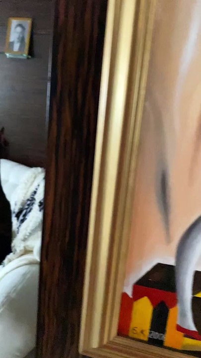 Doberman Strangely Sits on Couch