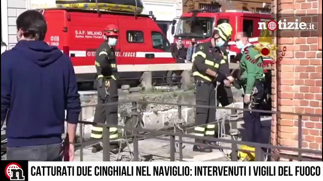 Milano, cinghiali nuotano nel naviglio: catturati dai Vigili del Fuoco