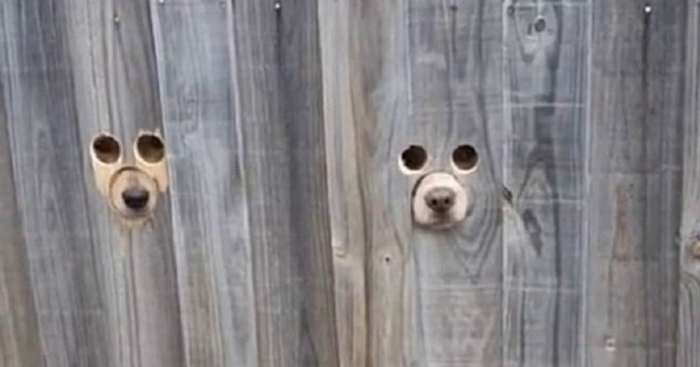 Ce propriétaire de deux labradors a conçu des trous dans sa clôture pour que ses chiens puissent voir les passants