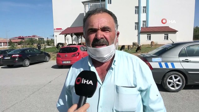 Yollarını kaybedip geceyi üniversitede geçiren büyükbaş hayvanlar sahibine teslim edildi