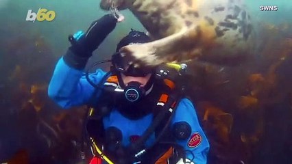 Inquisitive Seal Investigates Diver’s Headgear!