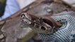 ¡Cuidado con las boas! Alerta por presencia de estos reptiles en Quindío