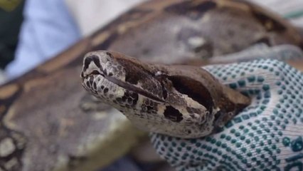 ¡Cuidado con las boas! Alerta por presencia de estos reptiles en Quindío