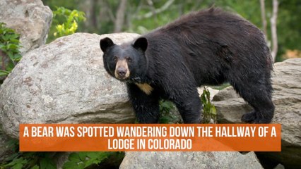 This Bear Likes The Lodge Life