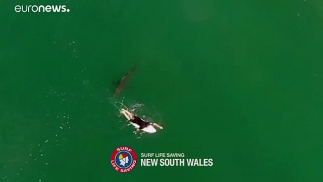 شاهد: راكب أمواج ينجو بأعجوبة من قرش أبيض عملاق