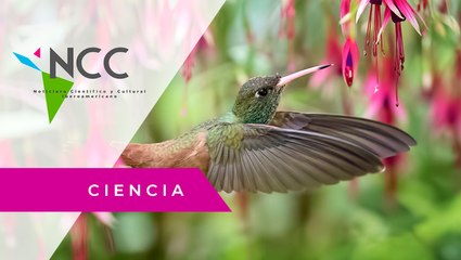 En Mé­xi­co, in­vi­tan a la po­bla­ción a crear jar­di­nes para po­li­ni­za­do­res