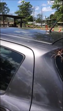 Cette araignée géante a trouvé son maitre