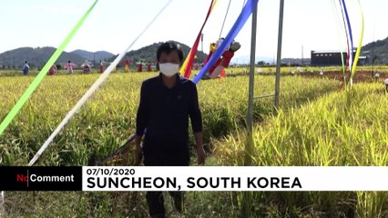 Südkorea: Bilder im Reisfeld sollen Mut machen in Corona-Zeiten