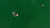- Avustralyalı sörfçü drone sayesinde köpek balığı saldırısından kurtuldu