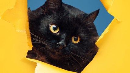 What's New, Pussycat? How To Charm Your Cat With A Smile