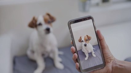 This Company Will Pay You to Make TikToks of Your Dog