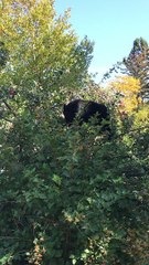 Bear Finds Food Up High