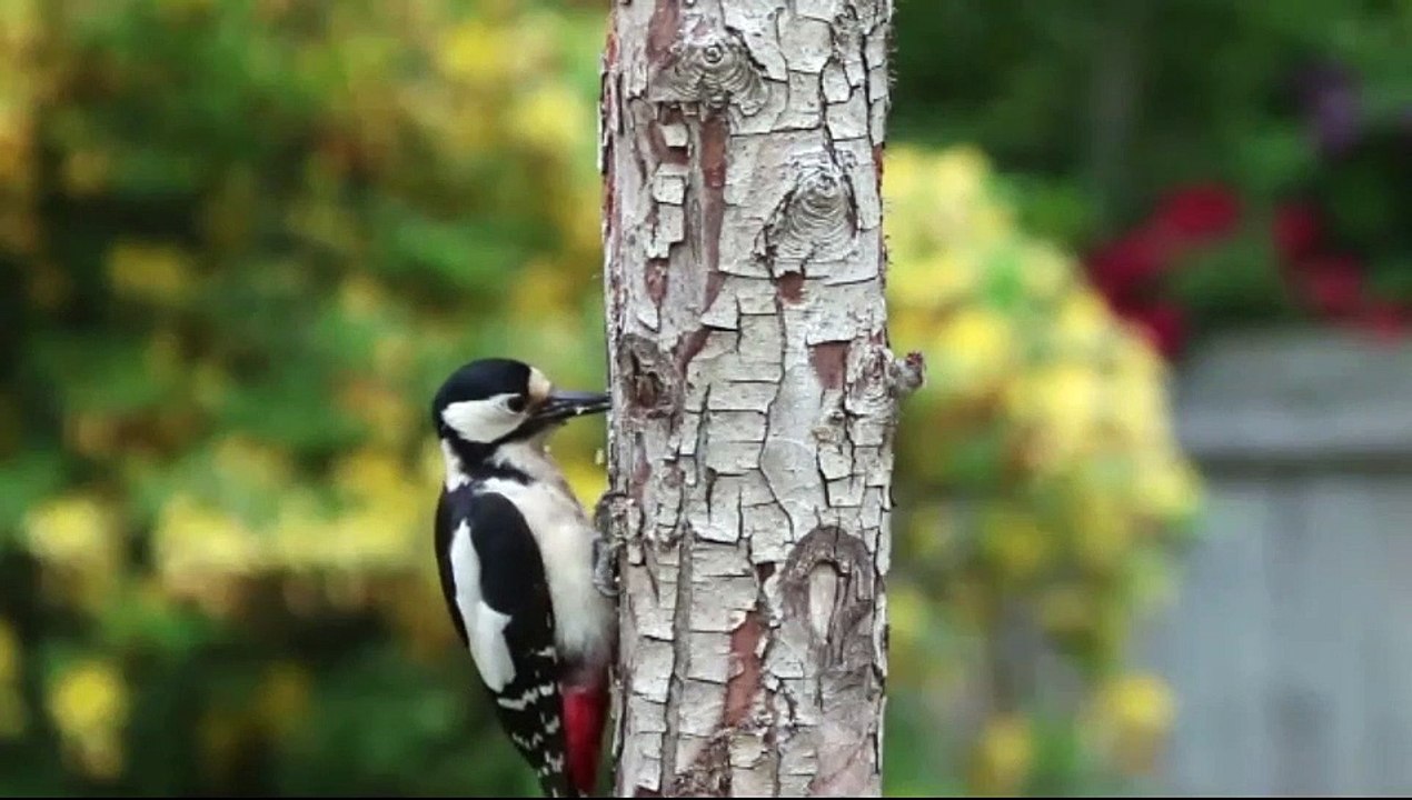 Woodpecker bird