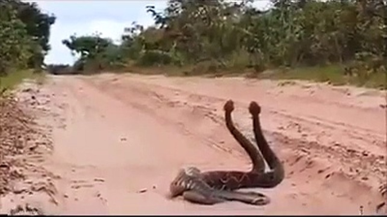 هل شاهدت طريقة تزاوج الافاعي ( 300 X 400 )