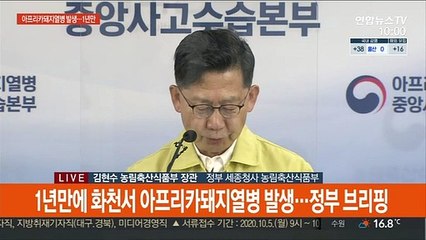 [현장연결] 1년만에 화천서 아프리카돼지열병 발생…정부 브리핑