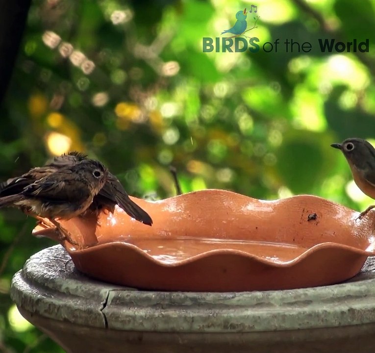 Red-headed Tree Babbler
