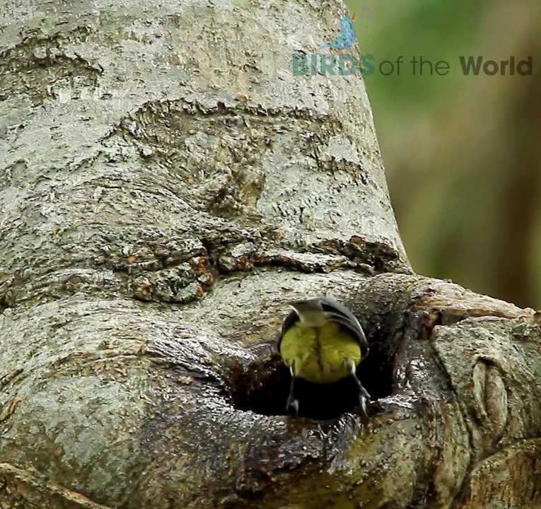 The Yellow Tit / Taiwan Yellow Tit / Formosan yellow tit