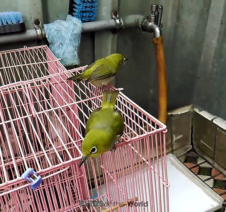 White-eyes Bird (Zosterops palpebrosus)