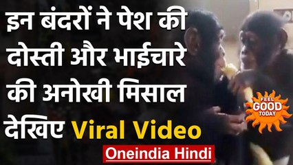 Feel Good : इन दो बंदरों ने दिखाया ऐसा भाईचारा, दोस्ती की पेश की मिसाल । वनइंडिया हिंदी