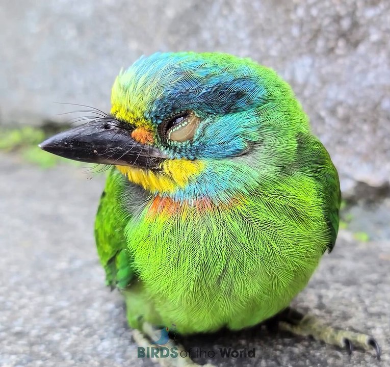 Taiwan Barbet