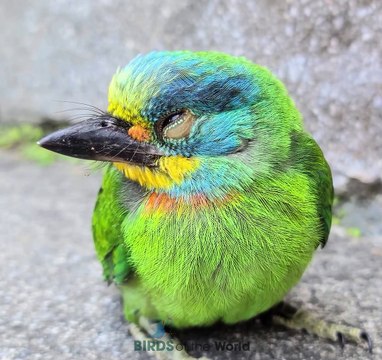 Taiwan Barbet
