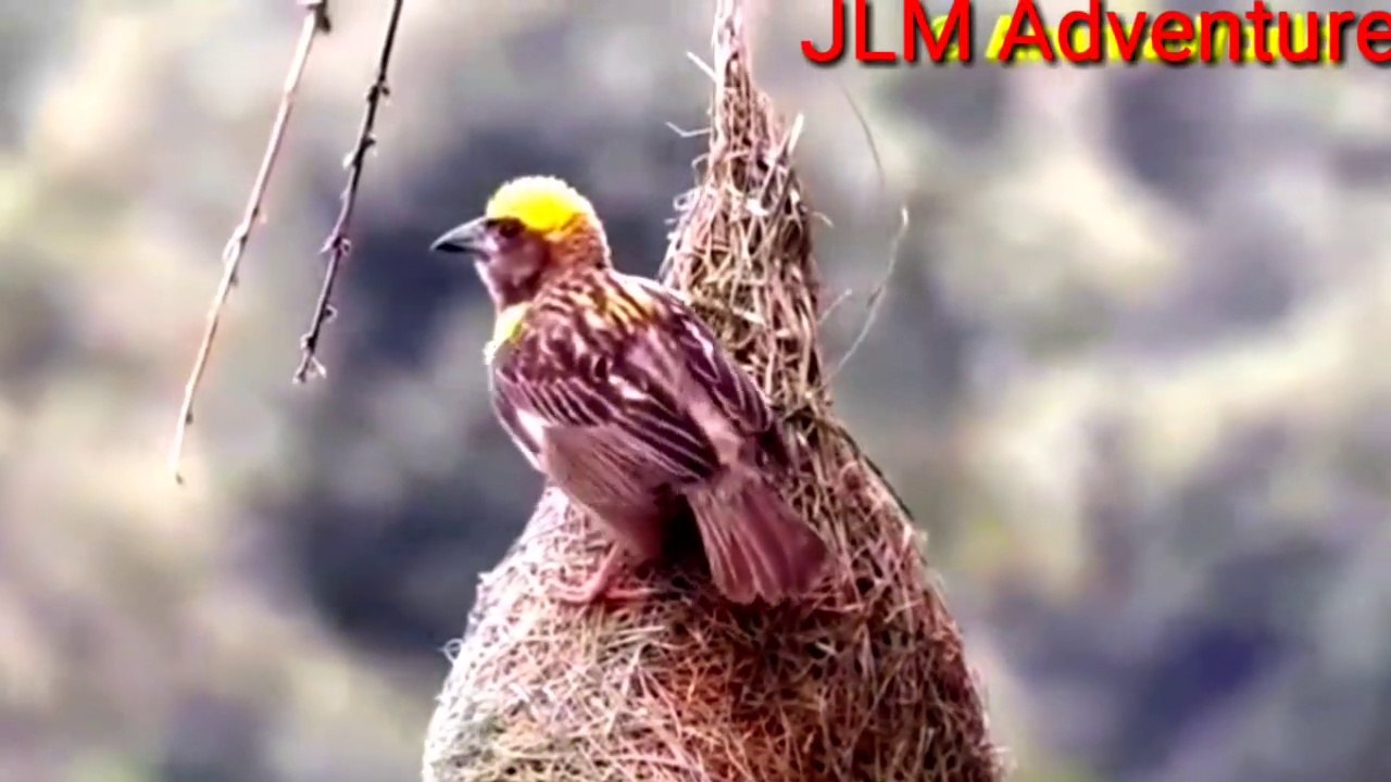 The willd bird is staying in his nest