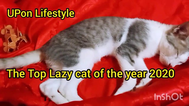 The lazy cat on the year 2020 so funny lovely (Primitive Upon Lifestyle)