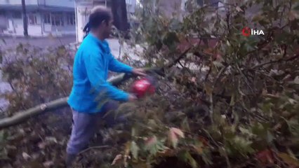 Yarım asırlık çınarlara yıldırım düştü, belediye mahalleli el ele verdi
