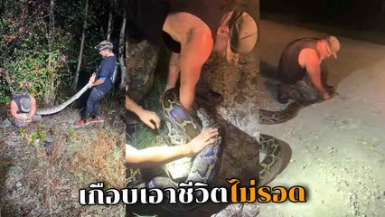 นาทีจับงูหลามไซซ์บิ๊ก 5.7 เมตร ลากจากน้ำ ทำเอาหอบ ซ้ำโดนรัด