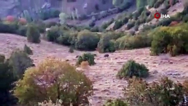 Aç kalan domuzlar sürüler halinde köylere indi