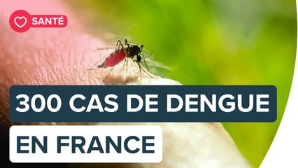 Le virus de la Dengue | Futura