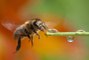 3 questions sur les néonicotinoïdes, pesticides tueurs d’abeilles