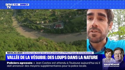 Les loups échappés de la Vallée de Vésubie sont-ils une menace pour les habitants ? - BFMTV répond à vos questions