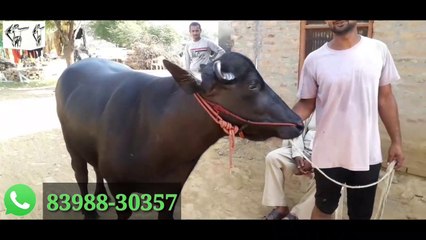 मिलिए एक अच्छी नस्ल के फौजी नाम के बुल से।