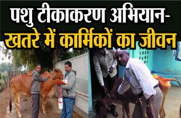 पशु टीकाकरण अभियान: खतरे में कार्मिकों का जीवन