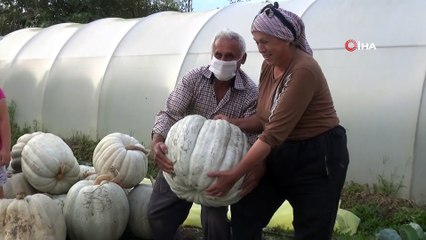 - Devasa kabaklar görenleri hayrete düşürüyor
