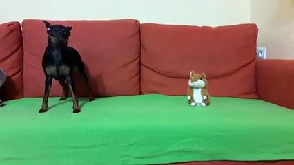 Ce chien n'aime pas son nouveau compagnie