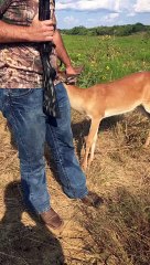 Friendly Deer Hangs Out During Dove Hunt