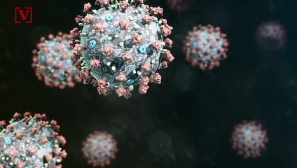 These Animal Species May Be Most Susceptible to the Coronavirus