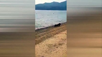 Αγριογούρουνα κάνουν μπάνιο στη θάλασσα