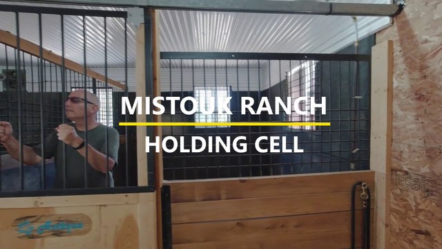 WEEK 38: Pets, Domestic and Domesticated Animal Portraits