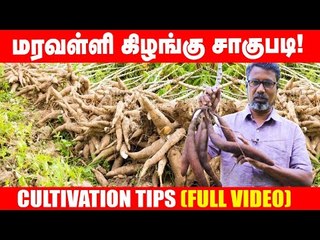 மகத்தான வருமானம் தரும் மரவள்ளி கிழங்கு சாகுபடி!