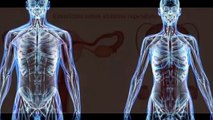 Novas descobertas sobre o corpo humano